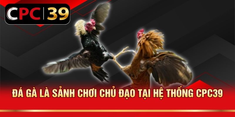 Đá gà là sảnh chơi chủ đạo tại hệ thống CPC39